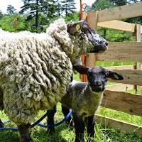 柵の中にいる親子の羊の写真