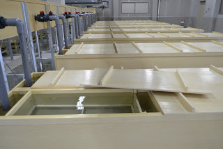 建物の内部で、フタが部分的に開けられた多数のふ化槽が整然と並び、中に水が張られている様子を上から撮影した写真