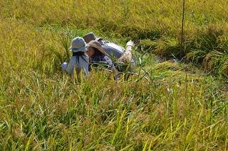 腰をかがめた数人が稲田の中で稲を刈り取っている様子で、背丈の高い稲が周囲を囲む中で作業をしている写真