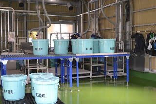 工場内のライン上に青い容器が並べられ、床が緑色の衛生的な施設内で処理が行われている写真