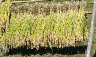 収穫して束ねた稲が竹の竿に逆さに吊るされて天日で干されている「はさがけ」の様子を近くから撮影した写真