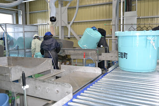 作業員が青い容器を傾けてコンベアに中身を投入している様子を写した工場内の写真