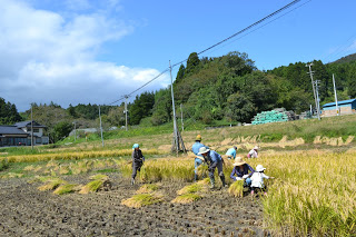 広い田んぼで家族連れを含む複数人が協力して稲刈りを進め、収穫した稲が束になって地面に並べられている写真