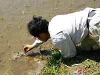 苗が植えている田んぼの泥の中に手を伸ばして水中の生き物を採取している男性の姿の写真