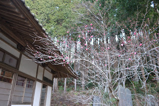 背景には背の高い木々と石造りの構造物が見える手前に、木造の屋根と窓を持つ伝統的な日本建築の拝殿が建ち、そばにピンク色の花を咲かせた木が立つ紅梅の写真
