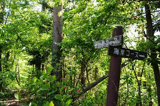 左矢印の林間コース、右矢印の海岸コースと書かれた案内標識が、緑が生い茂る森の中に立っている写真