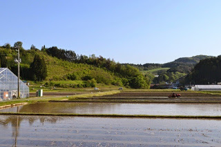 手前に青空を映す水田が広がり、左側にはビニールハウスがあり、背景には緑の丘と木々が広がる写真