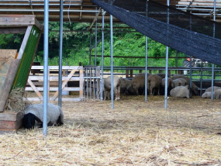 黒い遮光ネットで日よけがされた囲いの中で、複数の羊が干し草を食べたり横になって休んだりしている様子の写真