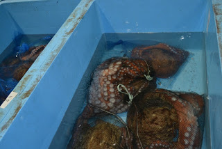 水が入っている青い容器に、ネット袋に入った複数の大きな水ダコが収められている様子が写された写真