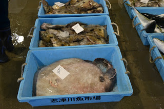 側面に「志津川魚市場」と書かれている青いプラスチック容器の中に、大きな平たい魚や小さな魚などさまざまな種類の魚ががそれぞれタグ付きで入れられて並んでいる写真