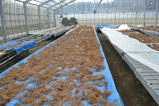 ビニールハウスの中で、長く並んだ数列の台の上にブルーシートなどが広げられ、その上に無数のトウキの根が並んでいる写真