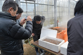 ハウスの中の作業台にトウキの根が入ったオレンジ色のコンテナが複数並び、その手前に置かれた、トウキの根とお湯が入った発泡スチロールの箱から湯気が上がっている様子を、周りに集まった男性3人が観察したり、撮影したりしている様子の写真