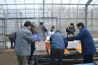 ハウスの中の作業台に複数の湯気をあげる発泡スチロールの箱が並べられ、青いビニール手袋をつけて湯の中のトウキを手もみしている男性たちと、その様子を撮影している人々の写真