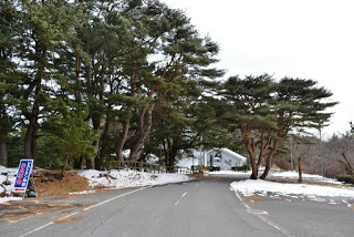 左側に雪が残る松林があり、緩やかなカーブになっている道路の先に建物が見える写真