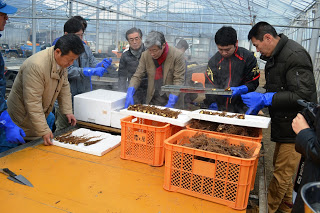 ハウスの中の作業台に置かれた、乾燥したトウキの根が入った2つのオレンジ色のコンテナの上に、湯もみをしたトウキの根が並んだ発泡スチロールの箱のふたが置かれ、その周りで青いビニール手袋をつけた男性たちが作業をしている写真