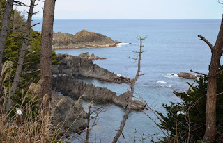 松の古木越しに、下の海にいくつもの切り立った崖がある様子を写した写真