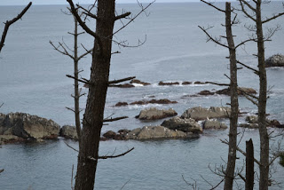 葉の落ちた木々の間から見える海の中の岩に白いウミネコの群れが見える写真