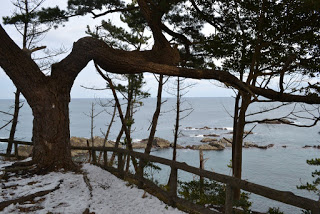 大きな松の木越しに下に広がる岩が出た海を写した写真