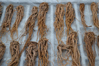 たくさんの乾燥させたトウキの長い根が整然と並べられている写真