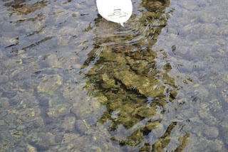 川の中に半分ほど入った白い容器に複数の稚魚がいる様子がわかる写真