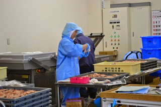 作業着の男女がラインで作業を続ける中、水色の作業服を着た女性が正方形のトレイにのった商品の袋詰め作業を行っている写真