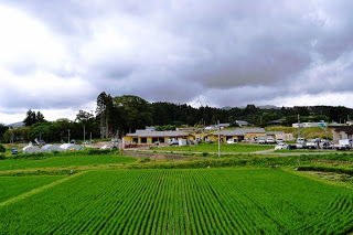 緑の稲が一面に育つ田んぼの向こうに、建物や車が並ぶ集落があり、その背後に林が広がっている写真