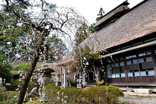 茅葺き屋根の木造の建物の左側には枝垂れ桜の木が咲き庭には石灯籠や低い植え込みがある日本の伝統的な建物と庭園を写した写真