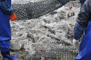 青い防水服と手袋を着けた二人が、魚でいっぱいの網を両側から持ち上げており、水しぶきが飛び交う中で魚が激しく跳ねている様子をとらえた漁の写真