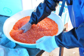 青いエプロンと手袋を着けた男性が、大きな白いボウルに入ったオレンジ色の魚卵を片手でかき混ぜたりしている魚卵の処理作業の様子の写真