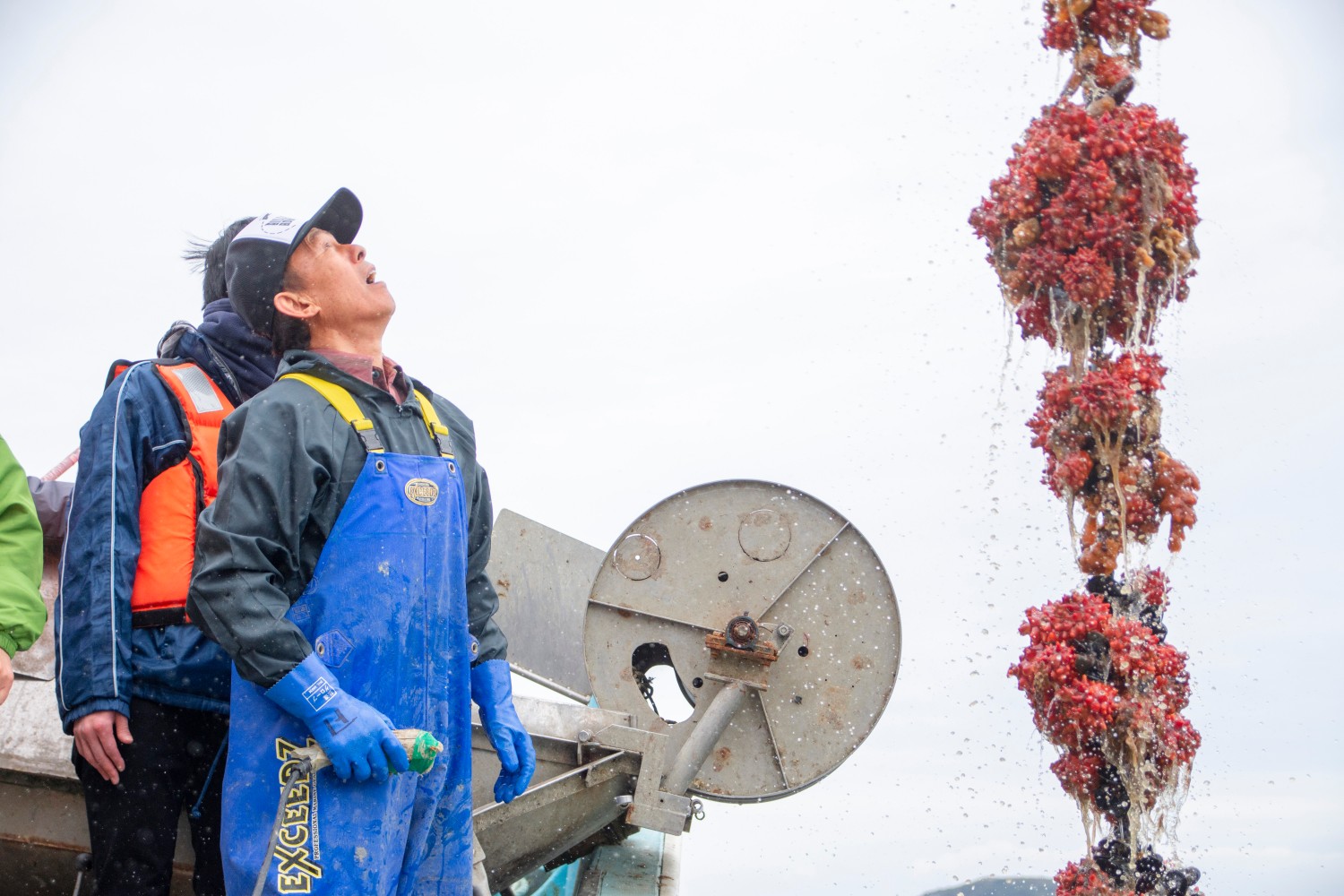 青い防水エプロンと手袋を着用した漁師が、引き上げられたばかりのホヤのついたロープを見上げているホヤ漁の様子の写真