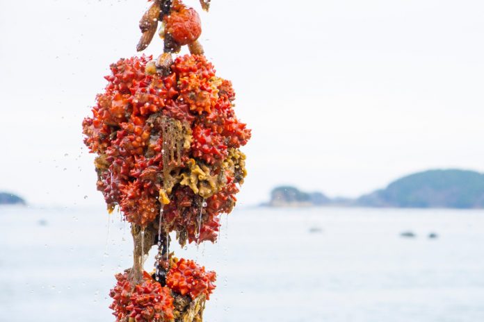 島が浮かぶ海を背景に、海中から引き上げられたばかりの、赤やオレンジ色の突起がびっしりと付いたホヤが多数ロープに固まっている様子が写っている写真