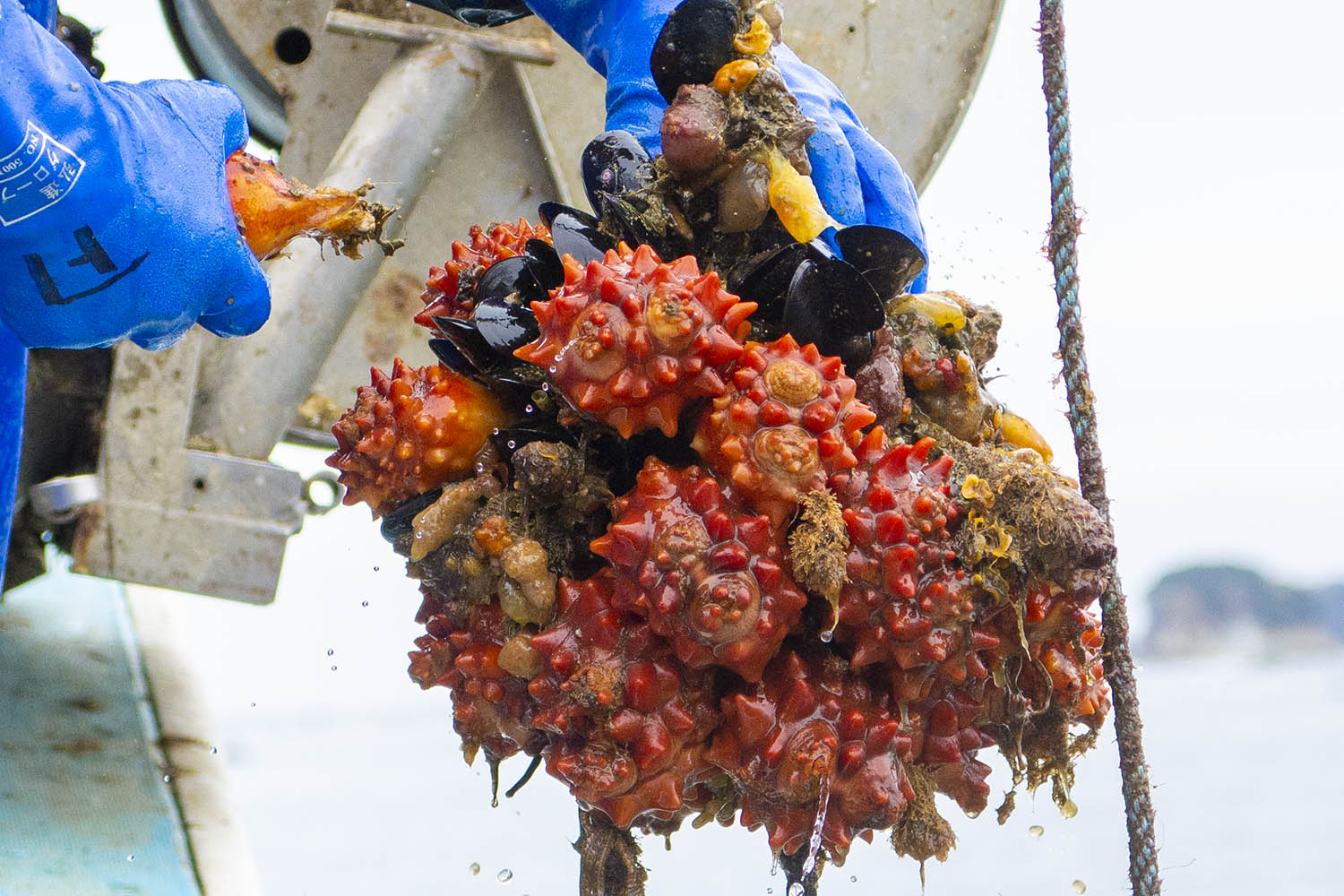 青い手袋をした手が、ロープに付いた赤く突起のあるホヤの塊から一つのホヤをむしり取っている様子の写真