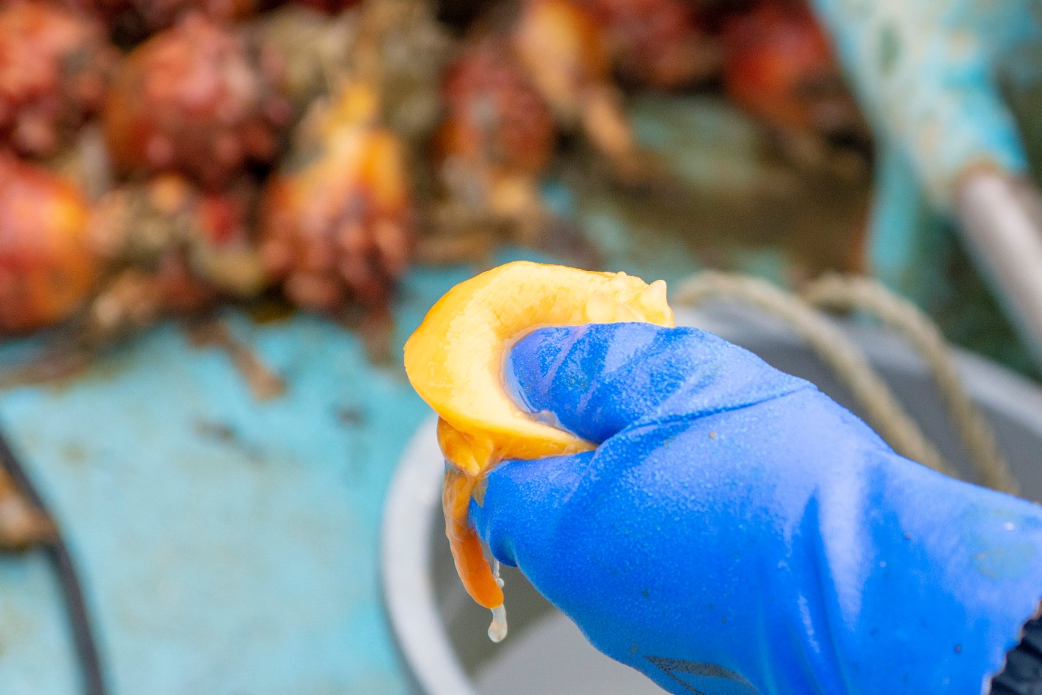 青い手袋をした手が、黄色く肉厚なホヤの中身の一部をつまんでいる写真