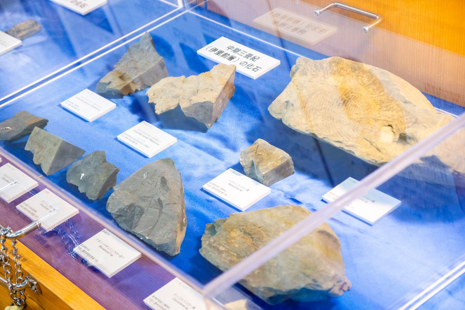 中期三畳紀と書かれた札が置かれた掲示されたショーケース内に様々な形の化石が展示されている写真