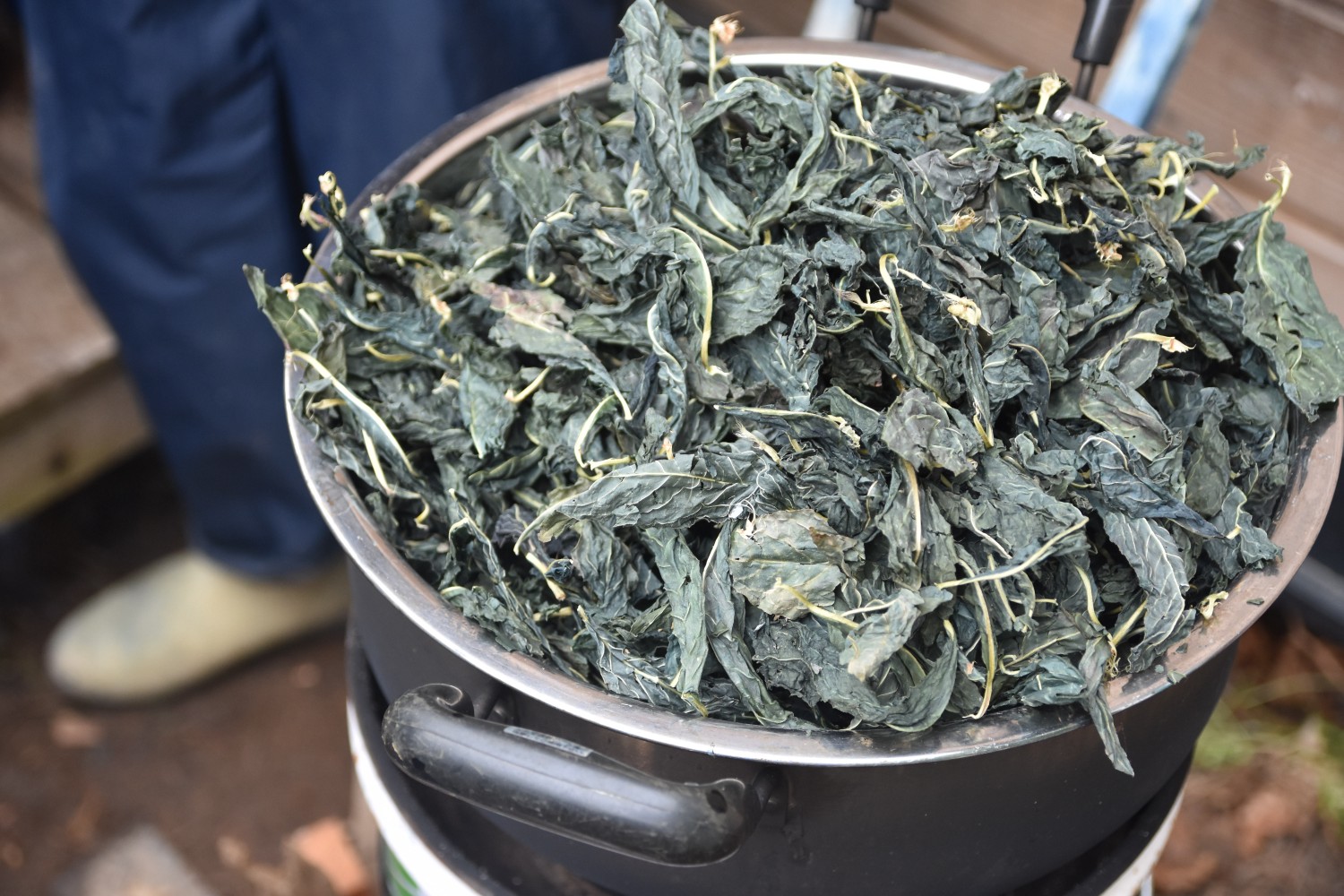 黒い鍋の中に乾燥した藍の葉が大量に入っている写真