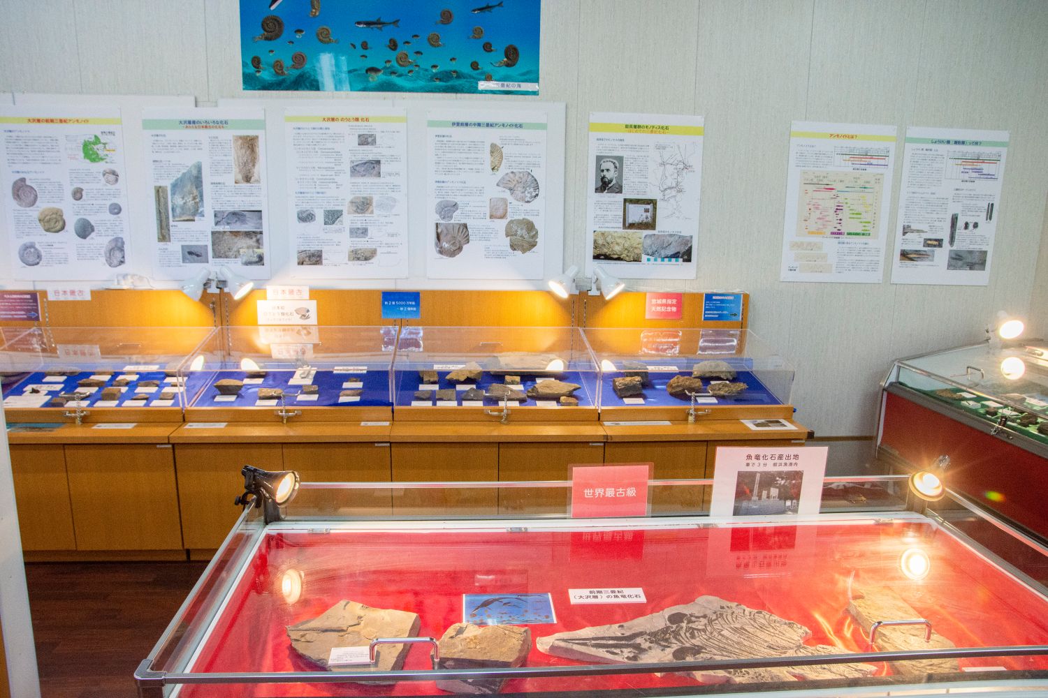 壁に説明ボードや写真が貼られ、室内に設置された透明のショーケース内に発掘された化石が展示されている化石ミュージアムの様子の写真