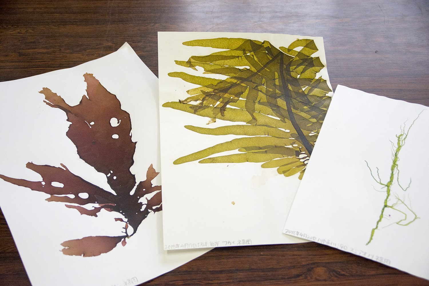 木の机の上に並べられた三枚の紙に、それぞれ異なる種類の海藻が押し葉のように貼り付けられている写真