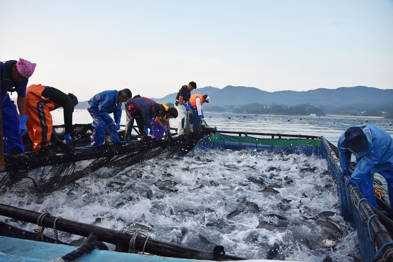 背景に山々と穏やかな海が広がる中、漁師たちが大きな網を使って水しぶきを上げながらはねる大量の魚を一斉に捕まえている様子の写真