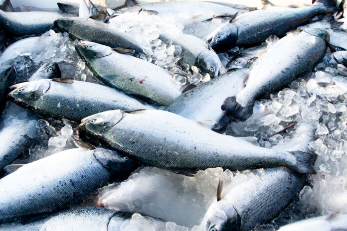 水揚げされたばかりの大量の新鮮な銀色のサケが氷の上に並べられている写真