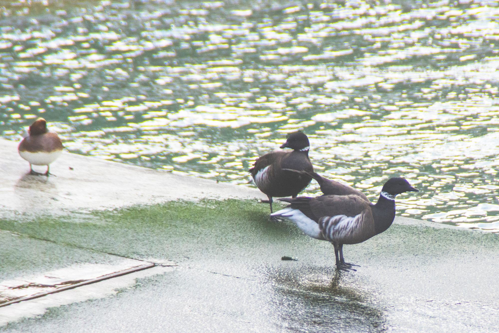 海の海水が光を浴び、3羽のコクガンが休んでいる様子の写真