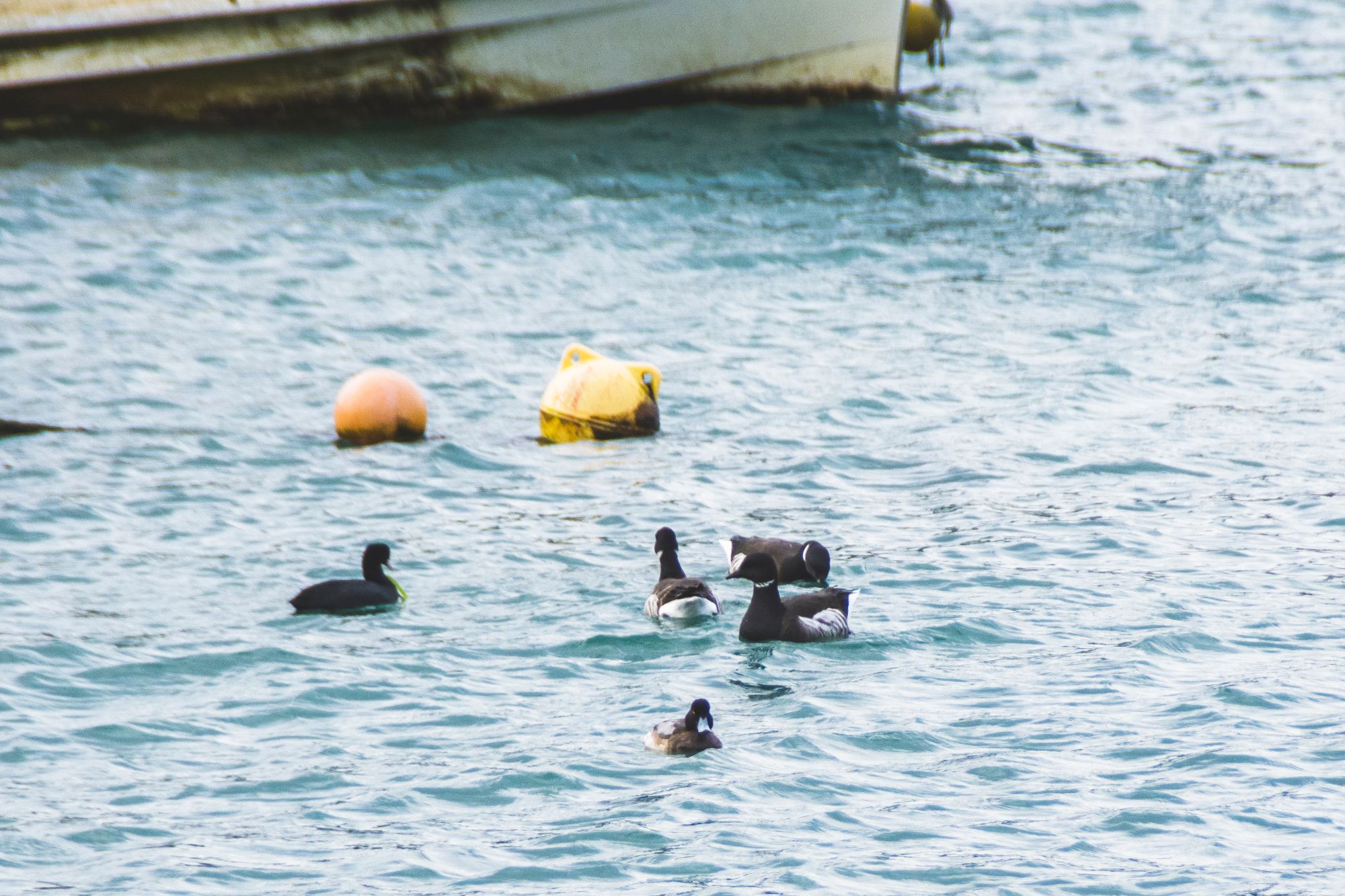 静かな湾で穏やかな海の中に黒っぽい体に白い首輪模様が特徴の5羽のコクガンがブイの近くを漂っている様子の写真
