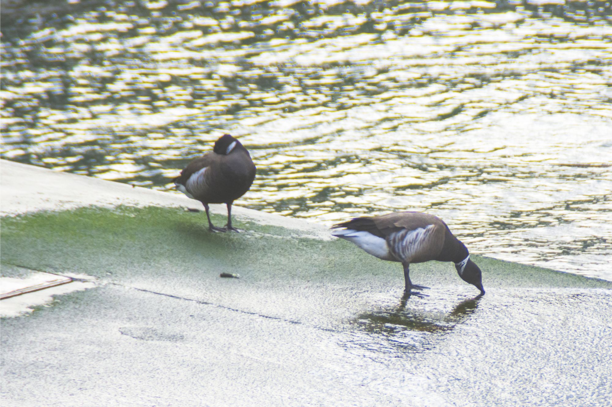 2羽のコクガンが休んだり首を下にぐっと伸ばし何かを探している様子の写真