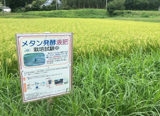 「メタン発酵液肥栽培試験中」と書かれた看板の後ろの田んぼに、米が実っている写真