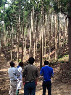 杉林の中の林道に男性4人が立っている写真