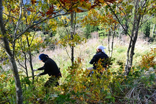 秋の紅葉が始まった山の中で2人の作業者が斜面に立ち、雑木を切る作業をしている様子の写真