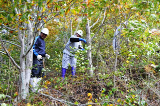 林の中で、二人の人物がそれぞれ作業用ヘルメットをかぶり、木々に囲まれた場所で手道具を使い、木の間伐作業を行っている様子の写真