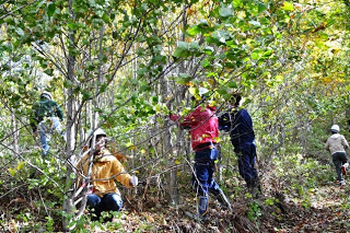 ヘルメットをかぶった複数の作業者が林の中に分かれて入り、枝を切ったり作業をしている様子の写真