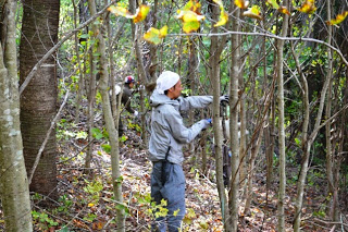 白いタオルを頭に巻いた作業者が細い木が密集する林の中で手のこを使って間伐作業をしている様子の写真