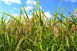 黄金色に実った稲穂が風に揺れている様子を青空の下から見上げるように写した、収穫前の水田の写真