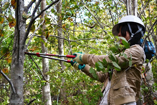 林の中で白いヘルメットをかぶった女性が、大きな剪定ばさみを両手に持って若い木の枝を切っている様子の写真